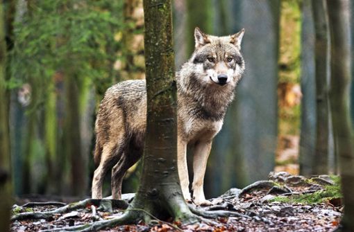 Seit März gibt es keinen Hinweis mehr darauf, dass sich der Wolf noch in der Region Weil der Stadt befindet. Foto: dpa//Klaus-Dietmar Gabbert
