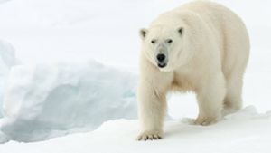 Ein Eisbär hat auf Spitzbergen einen Mann getötet (Symbolbild). Foto: imago images/blickwinkel/AGAMI/R. de Haas
