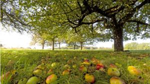 In diesem Jahr fällt die Apfelernte in Baden-Württemberg recht mager aus. Foto: //Ottfried Schreiter
