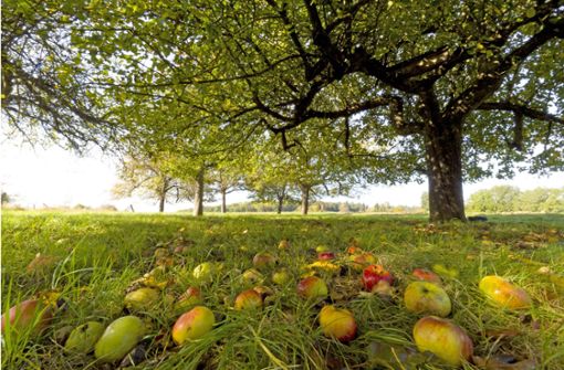 In diesem Jahr fällt die Apfelernte in Baden-Württemberg recht mager aus. Foto: //Ottfried Schreiter