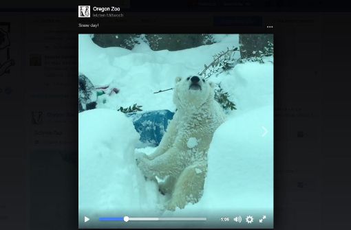 Dieser Eisbär genießt sichtlich seinen Ausflug in den Schnee. Foto: Screenshot Facebook / @oregonzoo