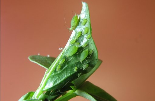 Pilzkrankheiten und Schädlinge im Garten wie Blattläuse kommen vom Wetter, aber auch von falscher Bepflanzung. Foto: Current Biology/dpa