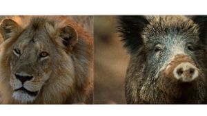 Sehen sich (fast) zum Verwechseln ähnlich: Afrikanischer Löwe und Europäisches Wildschwein. Foto: Roger De La Harpe/Asilia Afrika/dpa/picture alliance / Lino Mirgeler/dpa