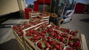 Joachim Mergenthaler aus Waiblingen bietet Erdbeeren auf Wunsch der Kunden bereits ab Mai an – wissend, dass die Saison eigentlich im Juni beginnt. Foto: Gottfried Stoppel