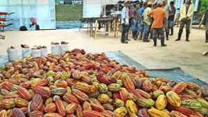 Kakaofrüchte auf der Ritter-Sport-Plantage El Cacao Foto: Thieme