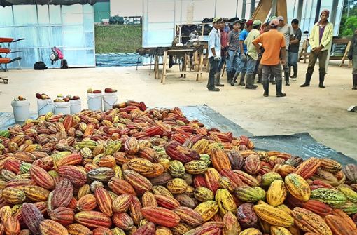 Kakaofrüchte auf der Ritter-Sport-Plantage El Cacao Foto: Thieme