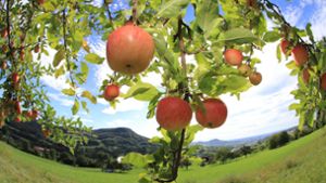 Herbstzeit ist Erntezeit. Auf fremden Wiesen ohne Erlaubnis des Besitzers Äpfel zu pflücken, ist jedoch verboten. Foto: Eibner-Pressefoto/Reisner