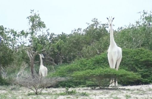 Litten unter einer seltenen Genmutation, die ihr Fell weiß erscheinen ließ: Die seltene weiße Giraffe und ihr Kalb. Foto: dpa/Hirola Conservation