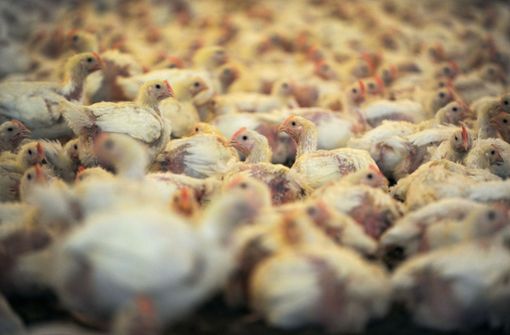 In der Tiermast werden Antibiotika eingesetzt. Nach dem Willen der EU soll die Menge in Zukunft deutlich reduziert werden. Foto: dpa/Ingo Wagner
