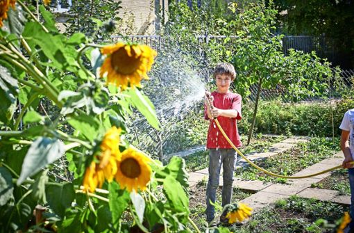 In manchen Gärten werden Sonnenblumen gegossen. Foto: Peter Hartung Foto:  