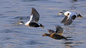 Insbesondere Wasservögel – wie die Eiderenten im Foto – gelten als infektionsgefährdet. (Archivbild) Foto: IMAGO/imagebroker/IMAGO/imageBROKER/alimdi / Arterra