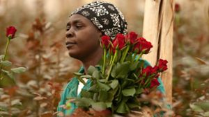 Rosen drücken Wertschätzung für den Beschenkten aus. Eine Kampagne möchte nun den Blick weiten – auf die Arbeitsbedingungen der Pflückerinnen. Foto: Hartmut Fiebig/z