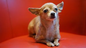 Ein kleiner Chihuahua ist vor dem Supermarkt in den Mercaden gestohlen worden. Foto: Unsplash/Robina Weermeijer