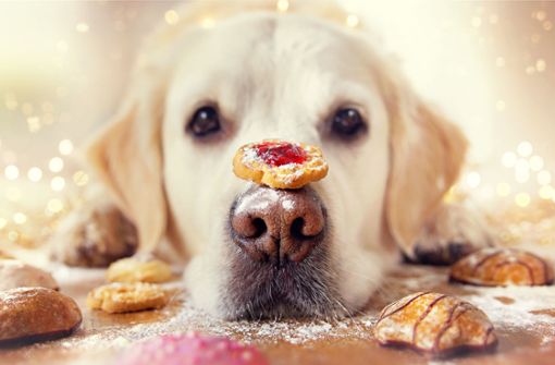 Statt ungesunder Plätzchen gibt es jede Menge Alternativen für tierische Snacks. Foto: Shutterstock/Stickler