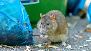 Üblicherweise greifen Ratten keine Menschen an. Foto: dpa/Max Radloff