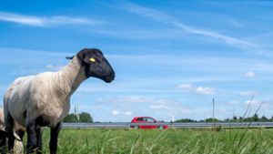 In Urbach ermittelt die Polizei nach dem Diebstahl eines Schafes (Das Symbolbild zeigt eine andere Schafrasse). Foto: dpa/Sina Schuldt