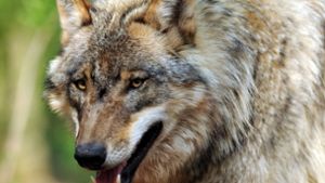 Im Jahr 2017 ist in Baden-Württemberg auch ein Wolf erschossen worden –  der Täter wurde nie gefasst. Foto: dpa/Ingo Wagner