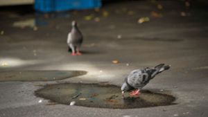 Der 29-Jährige schnappte sich eine Taube und warf sie durch die Gegend. (Symbolbild) Foto: Lichtgut/Max Kovalenko