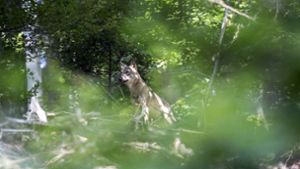 Im Odenwald ist ein Wolf gesichtet worden. Foto: Oppermann-Fotografie/Nabu