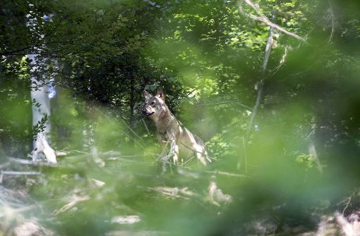 Im Odenwald ist ein Wolf gesichtet worden. Foto: Oppermann-Fotografie/Nabu