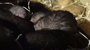Damit hatte auch die Wilhelma nicht gerechnet: Nicht mal zwei Wochen nach der letzten Geburt bei den Gorillas, erblickt am Dreikönigstag noch ein Baby das Licht der Welt. Foto: Wilhelma Stuttgart/Nicolas Herdin