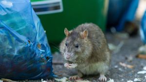 Jeder einzelne kann durch sein Verhalten gegen Rattenplagen helfen. Foto: /Max Radloff