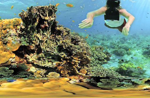 Die VR-Schnorchler können verschiedene Landschaften erkunden, zum Beispiel ein Korallenriff. Foto: Fildorado
