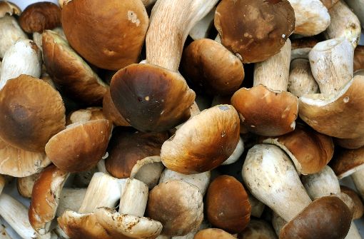 Steinpilze gehören zu den beliebten Pilzsorten. Foto: dpa