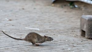 Schnell weg: Die Rattenbekämpfung in Herrenberg zeigt Wirkung. Foto: dpa/Jutrczenka