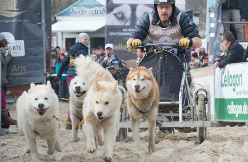Beim diesjährigen Schlittenhunderennen auf Usedom wurden Scherben gefunden. Foto: dpa
