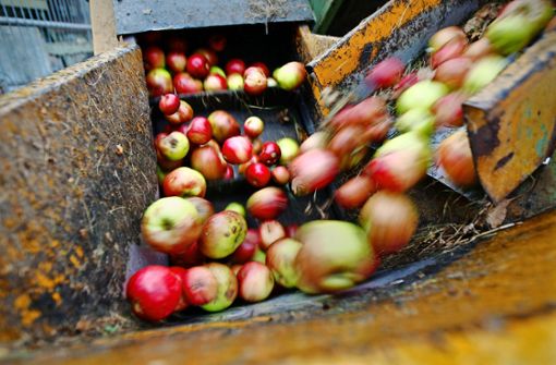 Reichlich süße Früchte geben die Streuobstwiesen in diesem Jahr im Kreis her. Foto: Pressefoto Horst Rudel