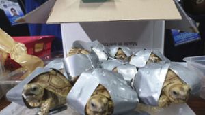 Der Zoll am Flughafen in Manila entdeckte in mehreren Koffern über 1500 Schildkröten. Foto: Bureau of Customs Public Informa