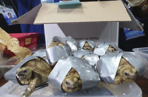 Der Zoll am Flughafen in Manila entdeckte in mehreren Koffern über 1500 Schildkröten. Foto: Bureau of Customs Public Informa