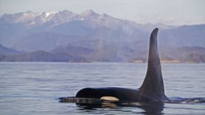 Orca in Kanada. Foto: IMAGO/SuperStock/IMAGO/Rolf Hicker
