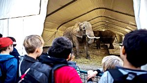 Der Elefant ist das Wappentier des Circus’ Krone. Foto: Lichtgut/Max Kovalenko