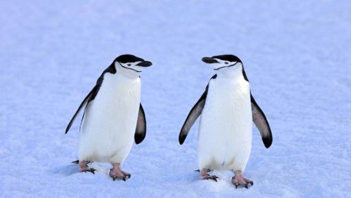 Berechtigte Frage: Sind Pinguine die besseren  Menschen? Foto: imago/imagebroker