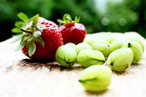 Erdbeeren gehören zu den Klassikern im Kübel. Sie benötigen einen hellen, sonnigen oder halbschattigen Standort. Foto: dpa/Mascha Brichta