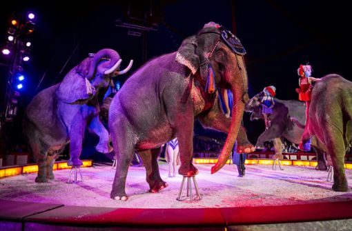 Im Oktober 2017 gastierte der Circus Krone auf dem Cannstatter Wasen in Stuttgart. Dort waren auch Wildtiere Teil der Vorstellung. Foto: dpa/Christoph Schmidt