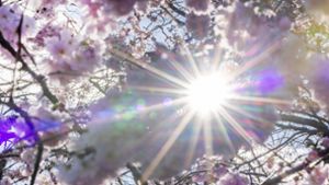 Sonnenstrahlen scheinen durch Blüten der Winterkirsche (Higankirsche): In den nächsten Tagen droht eine intensive UV-Strahlung. Foto: Thomas Banneyer/dpa