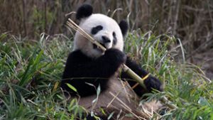 Pandaweibchen Meng Meng lässt es sich im Zoo Berlin schmecken. Foto: Paul Zinken/dpa