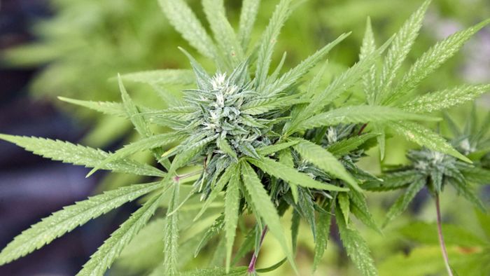 Cannabislegalisierung gilt rückwirkend: Irrsinniger Aufwand –  und kaum ein Nutzen