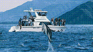 Mit dem Boot geht es aufs offene Meer hinaus: Wer will, kann den Delfinen auch vom Trockenen aus zuschauen. Foto: Schiegl