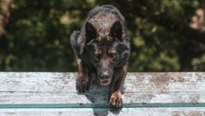 Ein Schäferhund ist ausgebüxt (Symbolbild). Foto: IMAGO/Russian Look/IMAGO/Bulkin Sergey