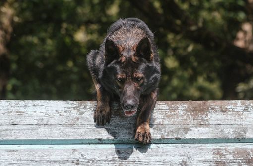 Ein Schäferhund ist ausgebüxt (Symbolbild). Foto: IMAGO/Russian Look/IMAGO/Bulkin Sergey