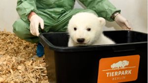 Mit runden Knopfaugen guckt das Eisbärenmädchen aus der Box. Foto: Berliner Tierpark