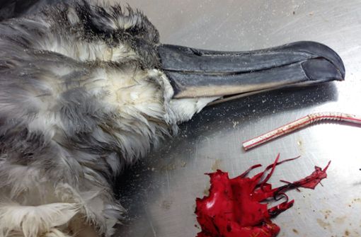 Ein toter Albatros, neben dem, bei einer Autopsie des Vogels, Reste eines Ballons und ein Plastikstrohhalm liegen. Foto:  