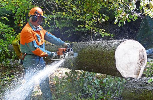 Wird das Holz aus einem nachhaltig bewirtschafteten Wald genutzt, ist das laut Fachleuten unterm Strich von Vorteil für die Klimabilanz. Foto: dpa