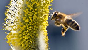 Weidenkätzchen locken Bienen schon früh im Jahr an. Foto: picture alliance/dpa