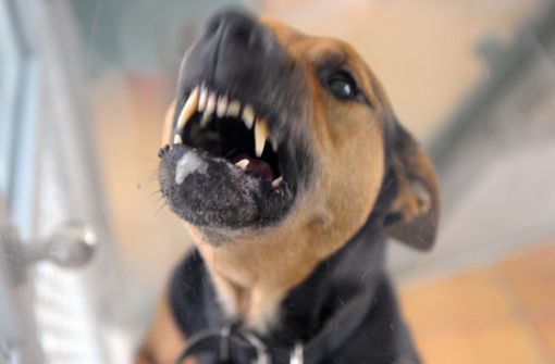 Ein Hund soll ein Mädchen in Böblingen angegriffen haben (Symbolbild). Foto: dpa