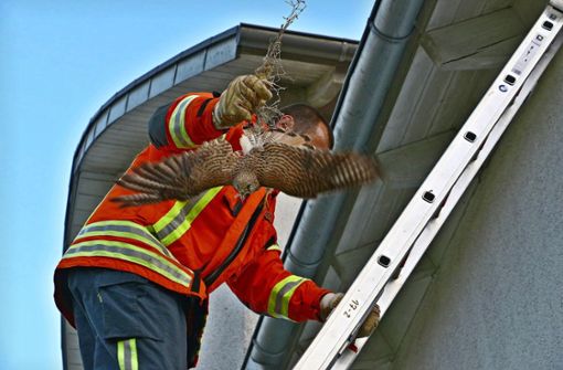Tierischer Einsatz: Ein Feuerwehrmann befreit den Falken. Foto: KS-Images.de/KarstenSchmalz